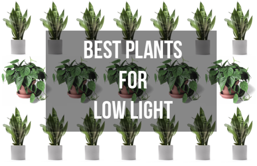 pLANTS-FOR-LOW-LIGHT