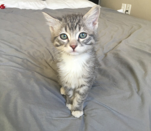 adopting-a-cat-in-an-apartment